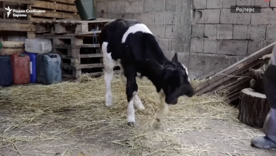 Photo of ВИДЕО: Теле со две глави се роди во Македонија