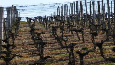 Photo of Третина од производството на вино во Франција ќе биде изгубено поради „ледениот бран“