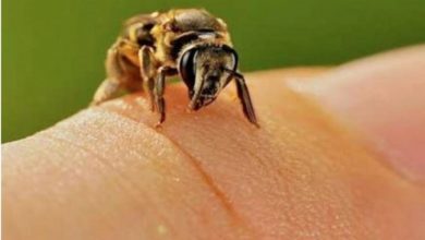 Photo of Осите се омразени, но сепак, прилично корисни за човекот и планетата