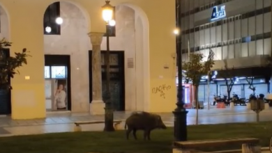 Photo of Дива свиња „го прекрши“ полицискиот час и се прошета во центарот на Солун