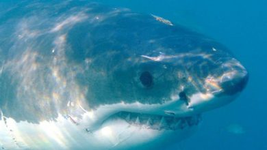 Photo of Ајкулите биле на прагот на изумирање пред 19 милиони години – причината и денес непозната?!