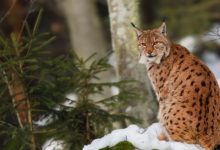 Photo of „Еко свест“ со отворено писмо до Мицкоски: Изградбата на „Бошков мост“ ја загрозува репродуктивната средина и опстанокот на балканскиот рис