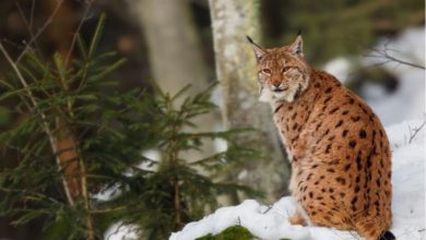 Photo of „Еко свест“ со отворено писмо до Мицкоски: Изградбата на „Бошков мост“ ја загрозува репродуктивната средина и опстанокот на балканскиот рис