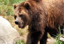 Photo of Мечка му скина дел од носот и од скалпот на 46-годишниот Ицко Милески од с. Секирци