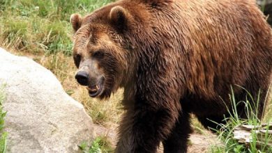 Photo of Мечка му скина дел од носот и од скалпот на 46-годишниот Ицко Милески од с. Секирци
