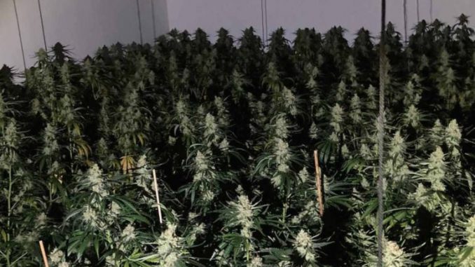 marihuana_34543