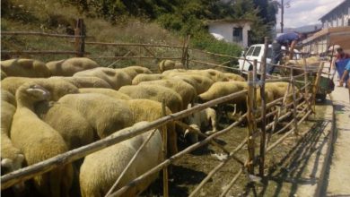 Photo of Сточарите се уште ги чекаат субвенциите, најавуваат блокади на патиштата