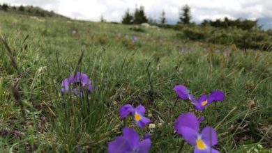 Photo of Уникатната убавина на Шар Планина конечно ќе биде крунисана во Национален парк