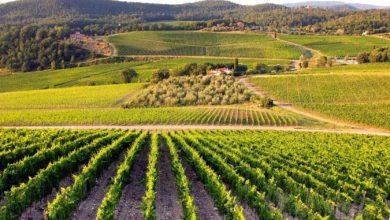 Photo of Уште десет дена поднесување барања за земјоделски субвенции