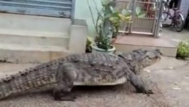 Photo of ВИДЕО: Огромен крокодил прошета низ индиско село 