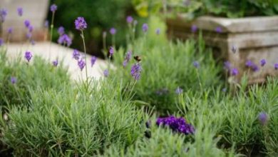 Photo of Омилените цвеќиња на Дијана се нов дизајн на Потонатата градина во палатата Кенсингтон