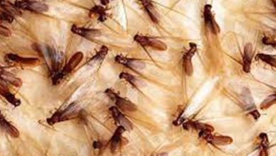 Photo of Рој летечки мравки може да се појават на натпреварот Англија – Италија