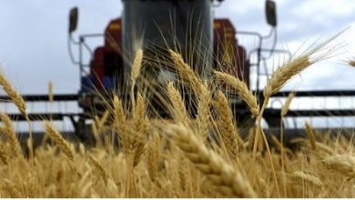 Photo of Мелничарите не ја добиле ветената поддршка од Владата, ќе ја откупуваат пченицата по 8,5 – 10,5 денари