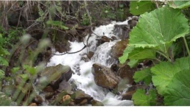Photo of Опстанокот на реките и езерата во рацете на човекот, ќе дозволиме ли да секне изворот на живот?!