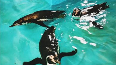 Photo of Отворање на надворешното живеалиште за пингвини во Зоо Скопје