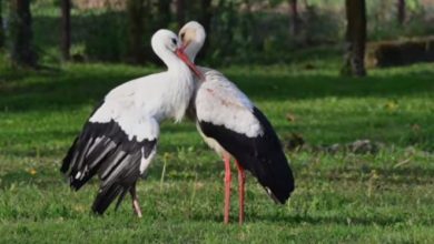 Photo of (Видео)По 19 години неизмерна љубов: Угина Малена, Клепетан тагува по неа