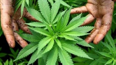 Photo of Фокус: Македонските фирми извезле над 20 тони сув цвет од марихуана, го продале за сума од 60 до 80 милиони евра