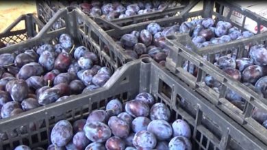 Photo of Во Република Српска забранет увоз на 400 килограми македонски сливи