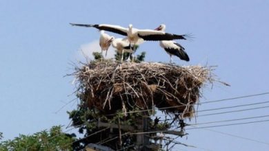 Photo of Во Стојаково пребројани 47 активни гнезда на штркови
