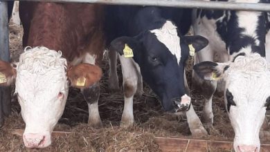 Photo of Во Хрватска повеќе од 100 говеда угинаа од антракс