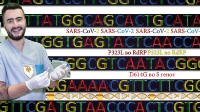 Photo of Д-р Кунгуловски: Делта сојот ќе го достигне пикот во Македонија кон средината на идниот месец