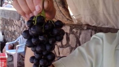 Photo of Се откажува годинашниот „Тиквешки гроздобер” поради превентивните КОВИД мерки 