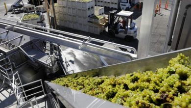 Photo of Договорени откупните цени на грозјето За „смедеревка“ ќе се плаќа 10, а за „вранец“ 12 денари за килограм