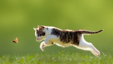 Photo of Зошто мачката го носи својот улов кај сопственикот?