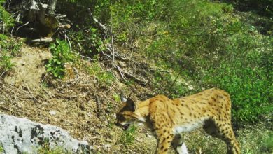 Photo of ФОТО: Уште еден рис фотографиран во Маврово