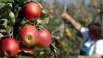 Photo of Владата усвои законски измени за намалување на последиците предизвикани од пандемијата во земјоделството