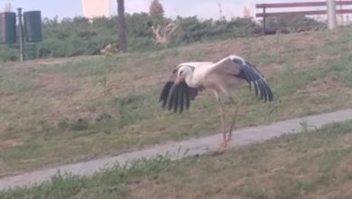 Photo of Штркот Симо оздраве благодарение на сопружници биолози од Неготино