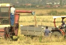 Photo of Житото се жнее низ Овче Поле, откупната цена на лебното зрно се уште не е дефинирана