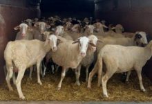 Photo of Во Косово спречен шверц на овци и телиња од Северна Македонија
