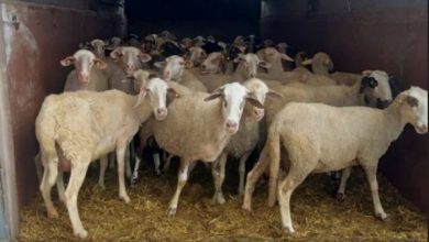 Photo of Во Косово спречен шверц на овци и телиња од Северна Македонија