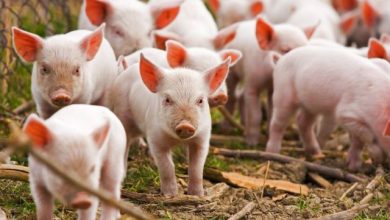 Photo of Почна депопулизацијата на свињи во Карбинско-штипскиот регион поради африканската чума