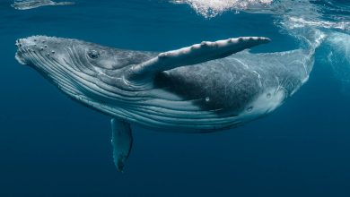 Photo of Бродовите годишно при пловидба убиваат 20 илјади китови