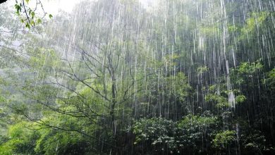 Photo of Научна студија: Никаде на Земјата дождовницата не може да се пие