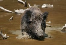 Photo of Жител на Кочани ги пуштил свињите на отворено и добил кривична пријава