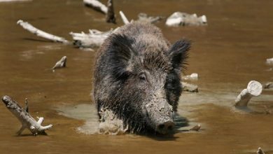 Photo of ЦУК: Диви свињи се појавиле во Пржино, граѓаните да бидат внимателни при пешачење на Водно
