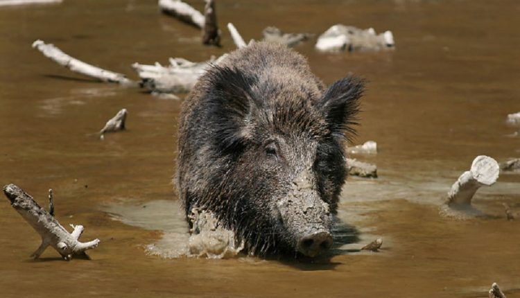 Жител на Кочани ги пуштил свињите на отворено и добил кривична пријава
