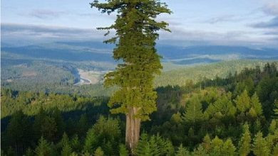 Photo of Највисокото дрво на светот забрането за посета