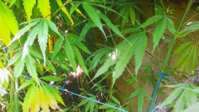 Photo of Албанија со дронови ќе открива плантажи со марихуана
