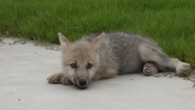 Photo of Првата успешно клонирана арктичка волчица Маја
