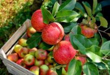 Photo of Русија забрани увоз на јаболка од Македонија
