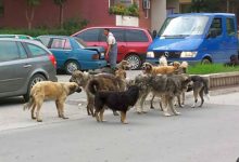 Photo of Куќен притвор за луѓето што организираа борба на кучиња во битолско село