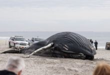 Photo of Морето исфрли угинат кит на брегот кај Њујорк