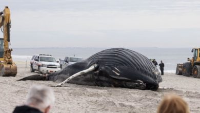 Photo of Морето исфрли угинат кит на брегот кај Њујорк