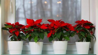 Photo of Божиќна ѕвезда – украс за новогодишните и божиќните празници