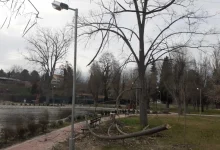 Photo of Силниот ветер оштети дрва во Градскиот парк во Велес