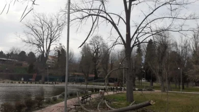 Photo of Силниот ветер оштети дрва во Градскиот парк во Велес